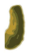 pickle